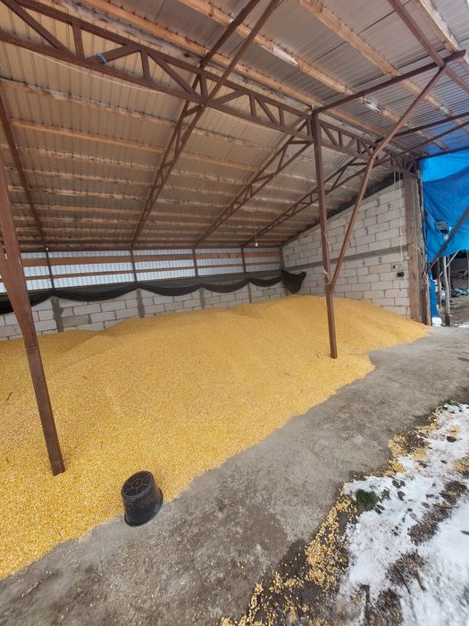 Porumb boabe de vanzare