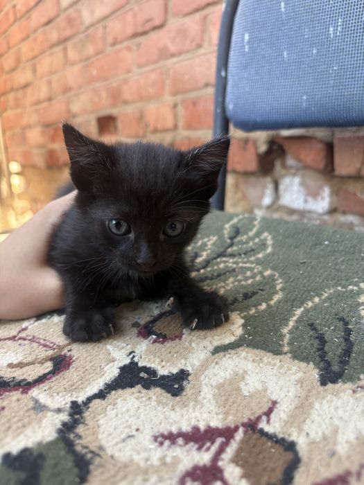 Котенки ищут себе домм