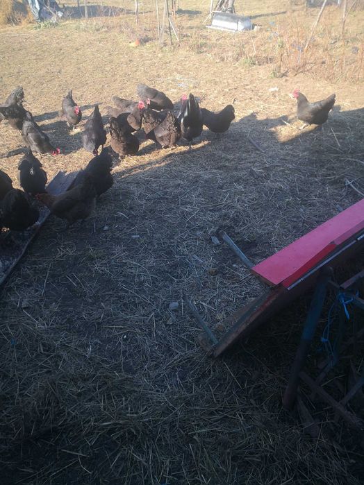 Pui Australorp (Negru și Albastru) – Excelență în Producția de Ouă