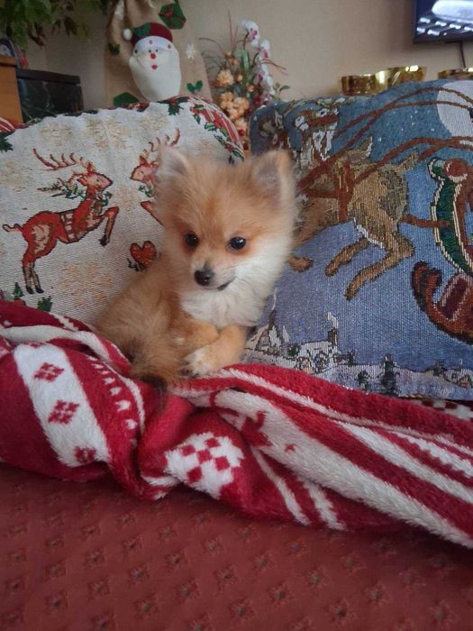 Продавам мини шпицове