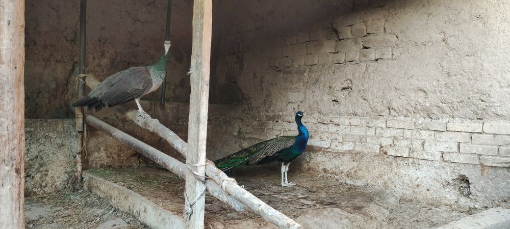 Павлин сатылады (парымен)