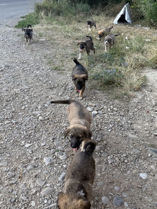 Caut casuta pentru acesti 8 catei