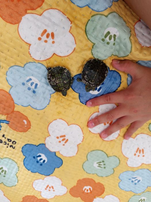 Краснаухая черепаха Срочно!!!