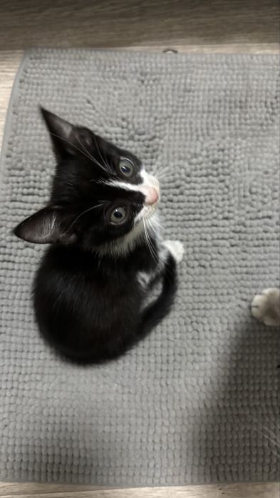 Котики очень умные! Возраст 2 месяца.