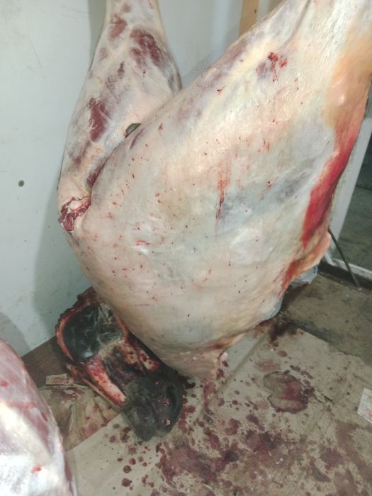 Жылқы еті сатылады.  Бие 5жасар байтал