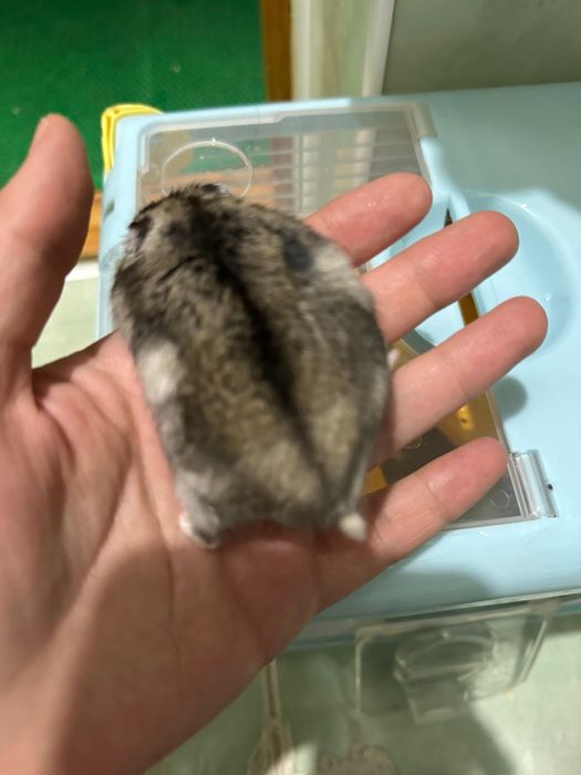 Хомяк джунгарский