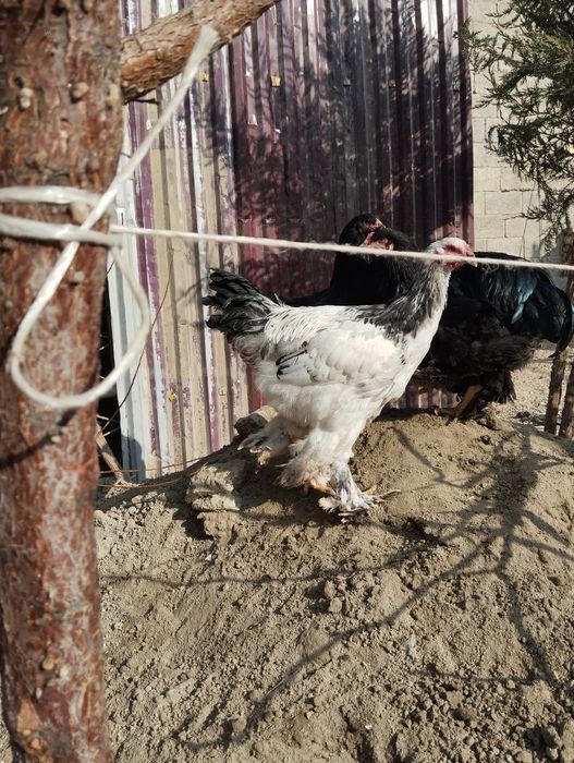 Светлый  палевый хурозла сотилади