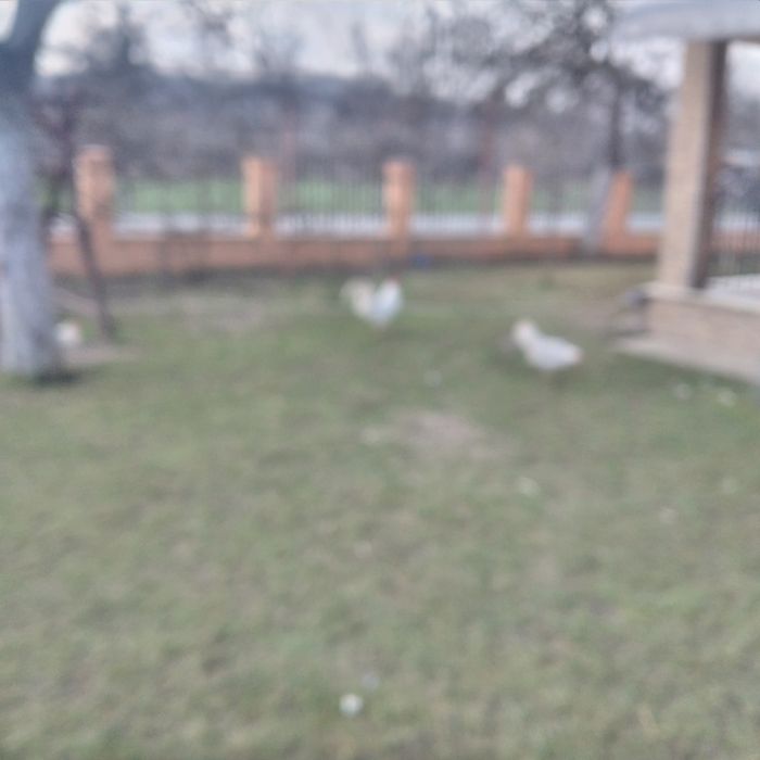 Vînd ouă, pentru incubat, rasa de găini Leghorn și un cocoș tot Leghor