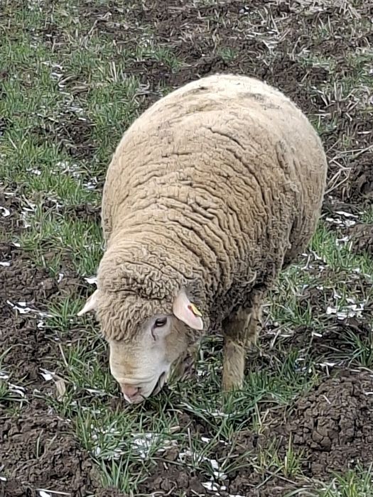 Vând oi il de franse