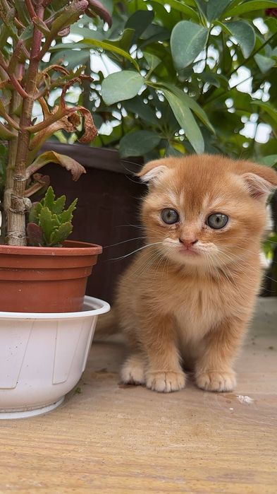 Scottish fold mushukcha sotiladi