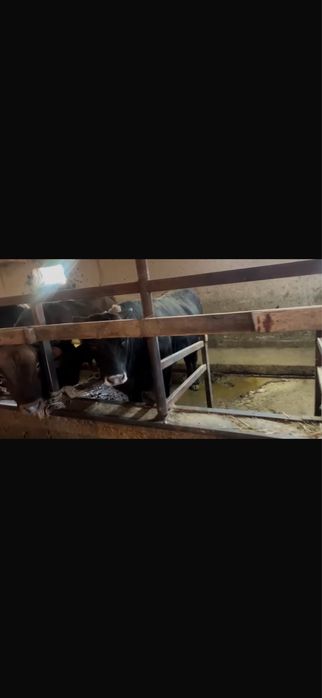 15 бас 1.5 жас бұқалар