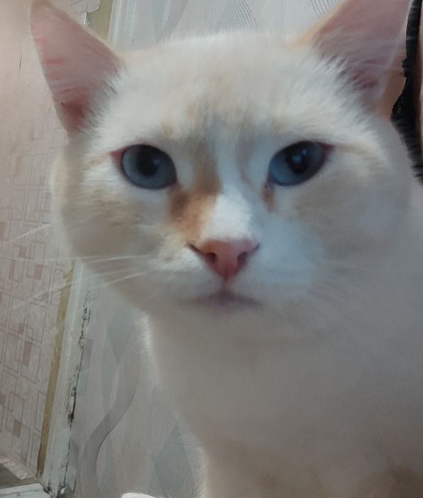 Отдам кота в добрые руки