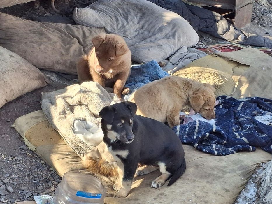 Дарю щенят!           .