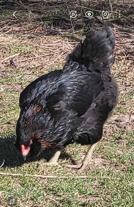 Vand oua gaini Ameraucana