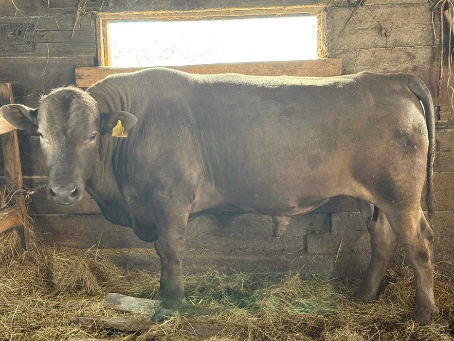 Продам племенного бычка