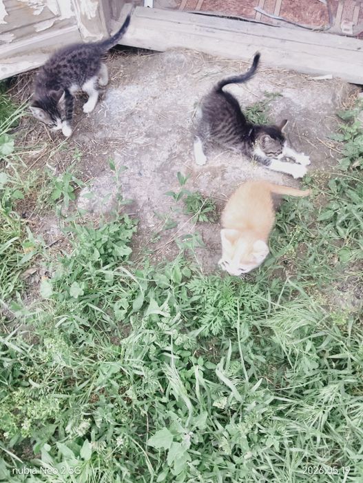 Животные,котята.