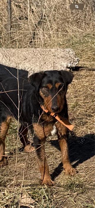 Продается ягдтерьер
