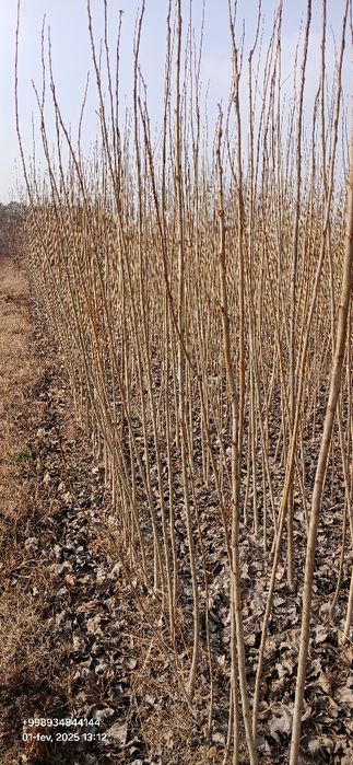 Терак кучатлари оптом сотилади 1-2-3 йиллик