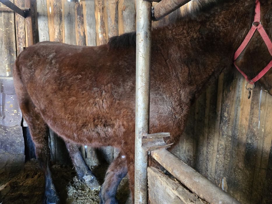 Продам кобылу 5 лет.