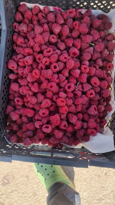 Малина Сорт Полана оригинал