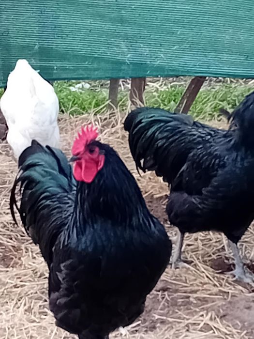 Gaini de vânzare în jud Galați