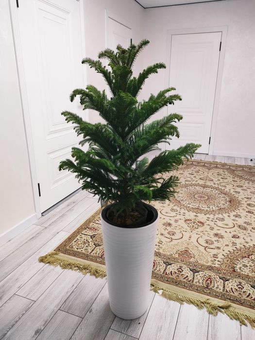 Комнатные цветы.  Есть доставка