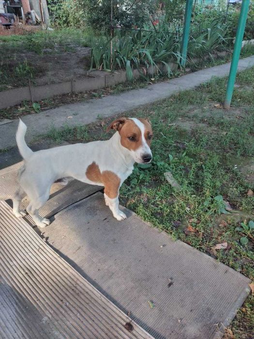 Вязка. Джек Рассел терьер.