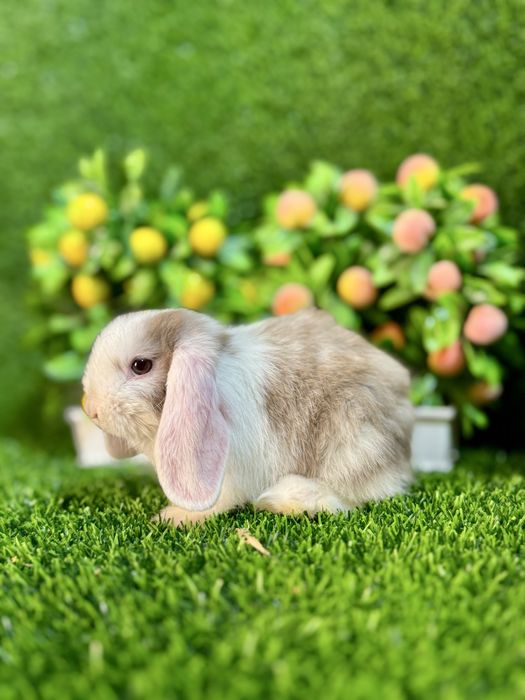 QUYON KARLIK . Кролик Карликовый