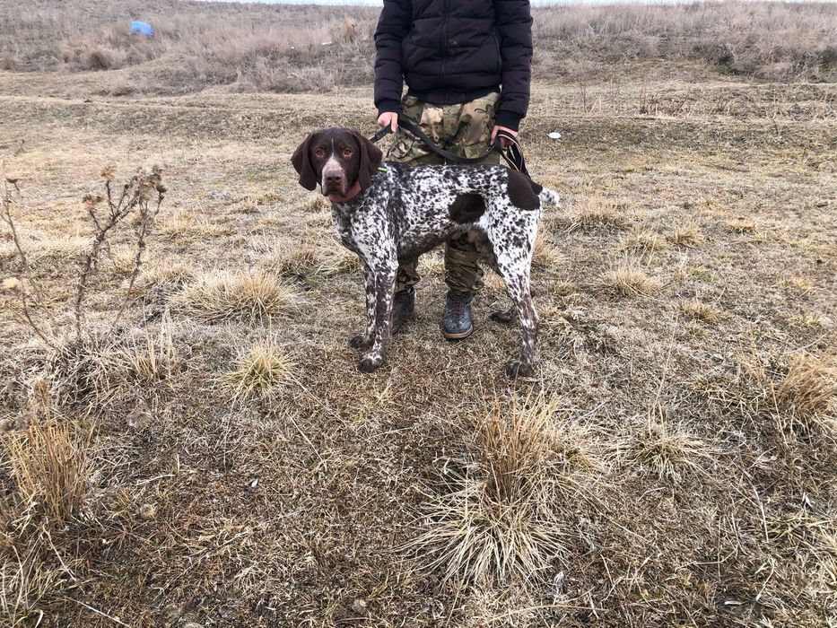 Пролам курцхаара