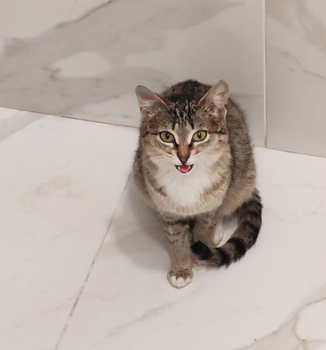 Котенок, молоденькая кошечка