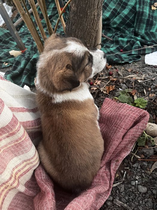 Отдам щенков в доьрые руки