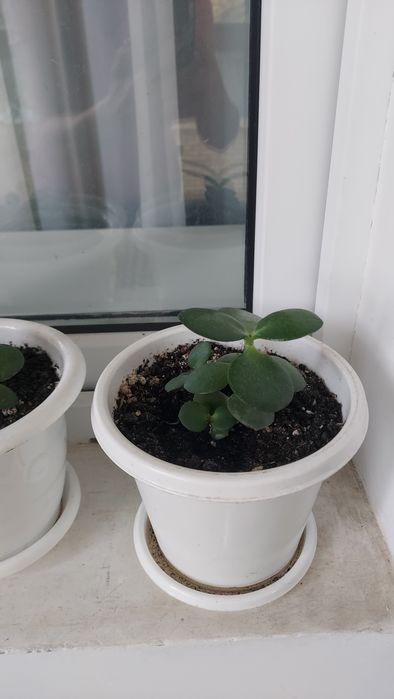Продам денежное дерево цветки