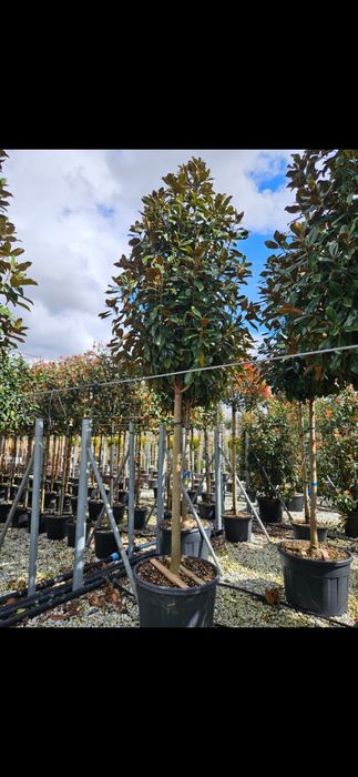 Magnolie grandiflora copac