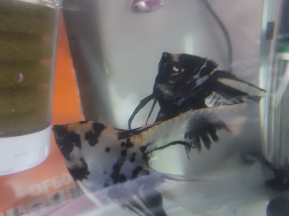 Akvarium baliqlari kotta razmerli arzon