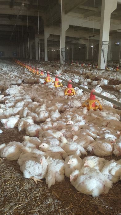 Pui alb de carne și rasă mixtă