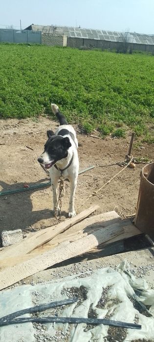 Toza Alabay sotiladi 1 yosh xali tug'magan srochniy sotiladi