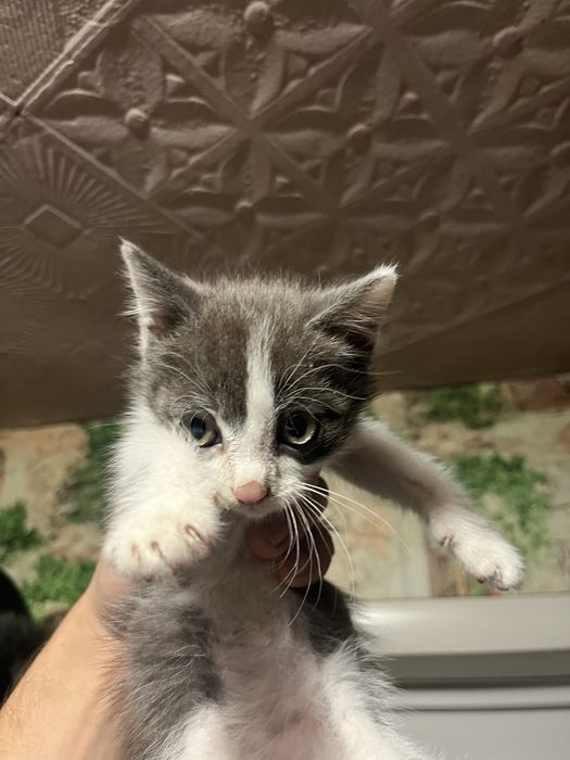 Мальчик в хорошие руки