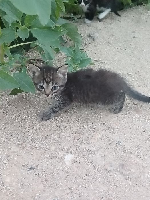 Отдам котят в добрые руки