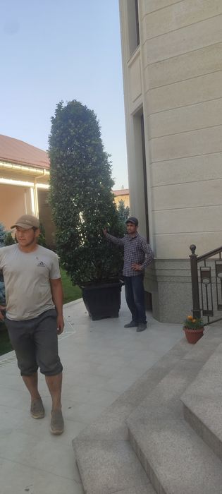 Gazon ekish  landshaft