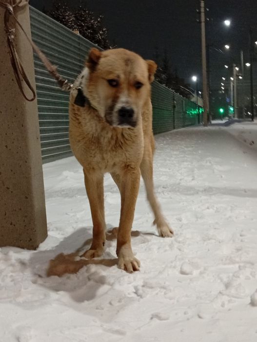 Продам молодого кобеля САО