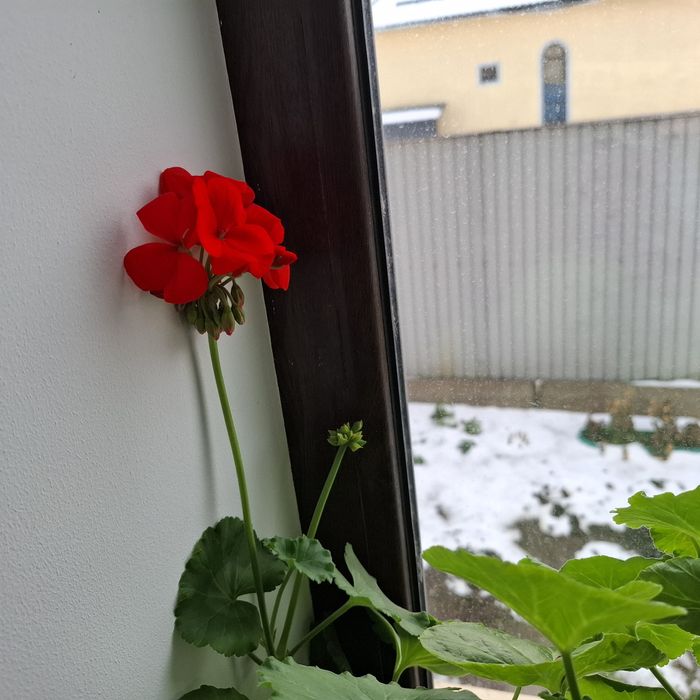 Продам комнатные цветы!