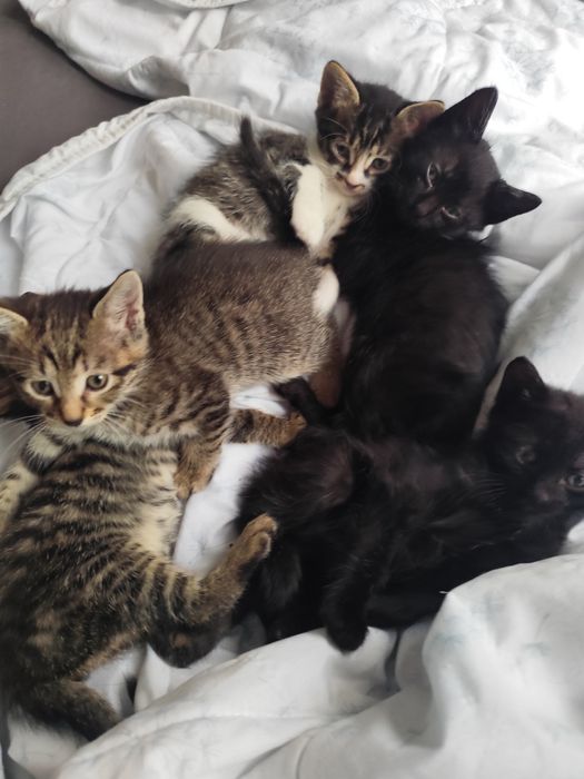 подарявам котенца на 1 месец