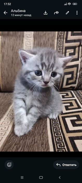 Шотлански котята1,5. Приучены.