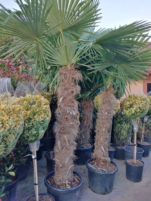 Brazi arginti și verzi