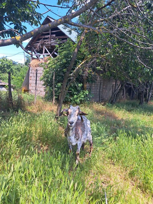 Vad iada de un an+ capra de raaa batrana de traiere nu mai este marluta de 2ani si numai da lapte