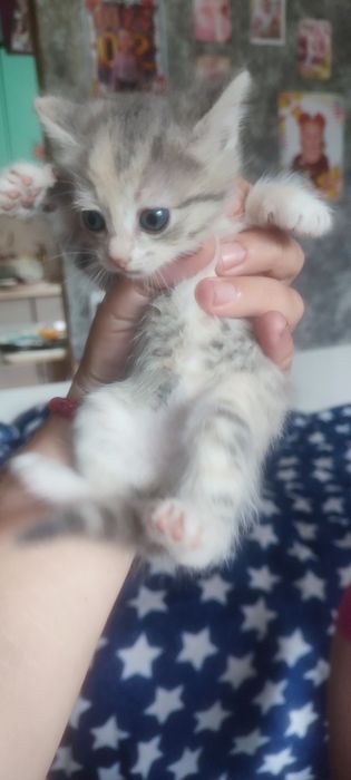 Отдам кошечек в семью