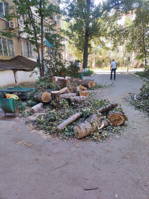 Бесплатно дрова.Самовывоз