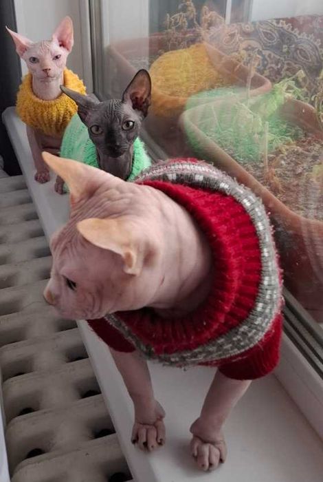 Котята канадский сфинкс