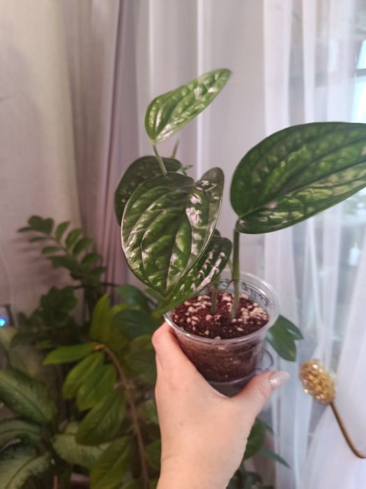 Отростки большой выбор