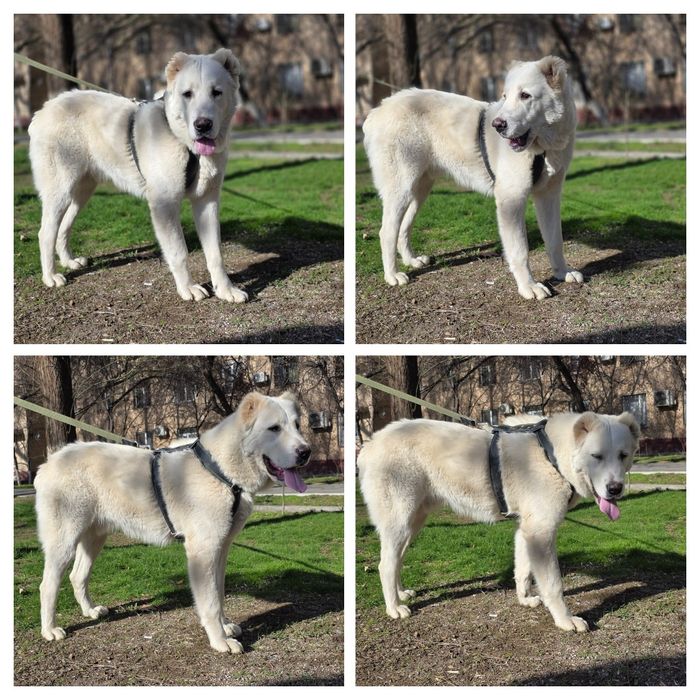 Туркменский Алабай